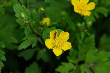 Yabani çiçekler. Bahçede çok renkli kır çiçekleri.