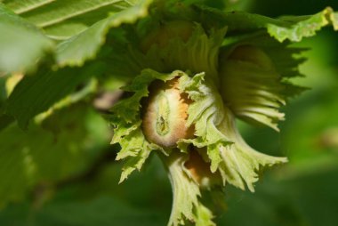 Ağaçta taze fındık. Fındık.