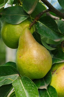 Ağaçta armut. Armut ağacı