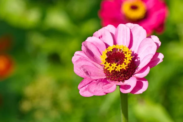 Yabani Çiçekler Bahçede Çok Renkli Kır Çiçekleri Telifsiz Stok Fotoğraflar