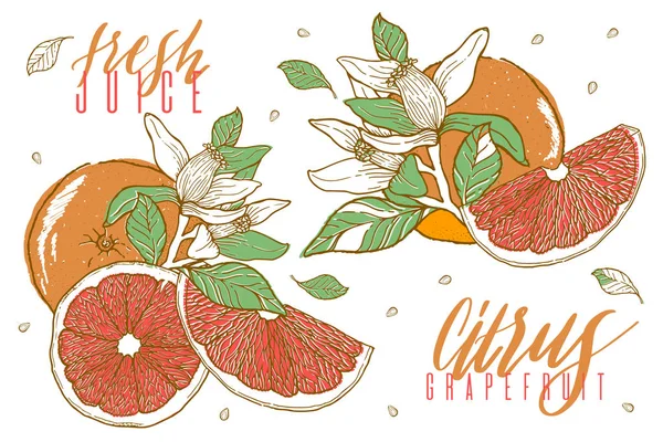Ręcznie Rysowane Ilustracje Piękne Owoce Pomarańczowy Kolekcja Element Żywności Vintage — Wektor stockowy