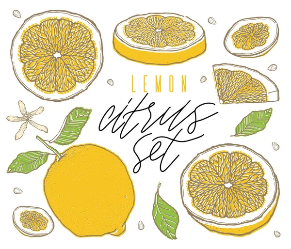 Фруктовые Лимоны Создают Цветной Эскиз Вручную Винтажный Стиль Цветная Линия — стоковый вектор
