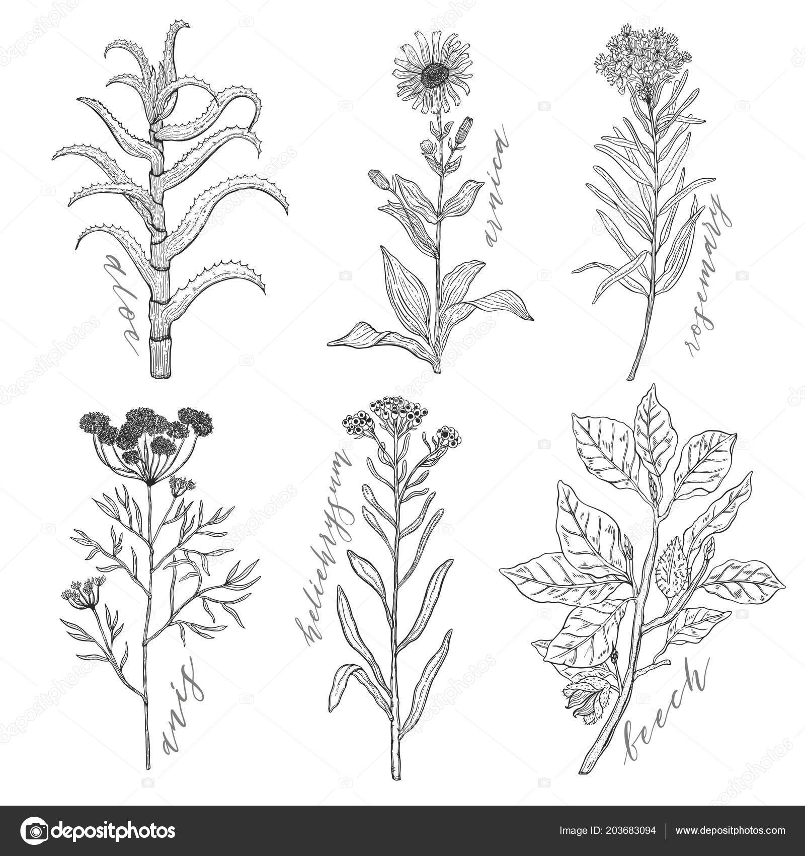 動物の島 新着植物 イラスト 白黒 動物の島 新着植物 イラスト 白黒