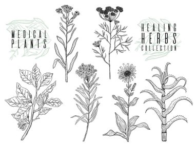 Vahşi bitkiler, otlar ve çiçekler, botanik çizimde tek renkli vintage tarzı, doğal çiçek şablon çizim vektör arka plan ayarlayın. ANIS, arnica, biberiye, heliehrysum, kayın, aloe.