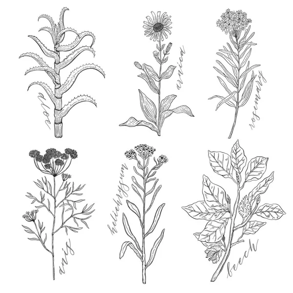 Tło Wektor Zestaw Dzikich Roślin Ziół Kwiatów Monochromatyczne Ilustracja Botaniczna — Wektor stockowy