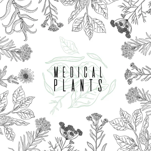 Marco Fondo Vectorial Con Dibujo Plantas Silvestres Hierbas Flores Ilustración — Archivo Imágenes Vectoriales