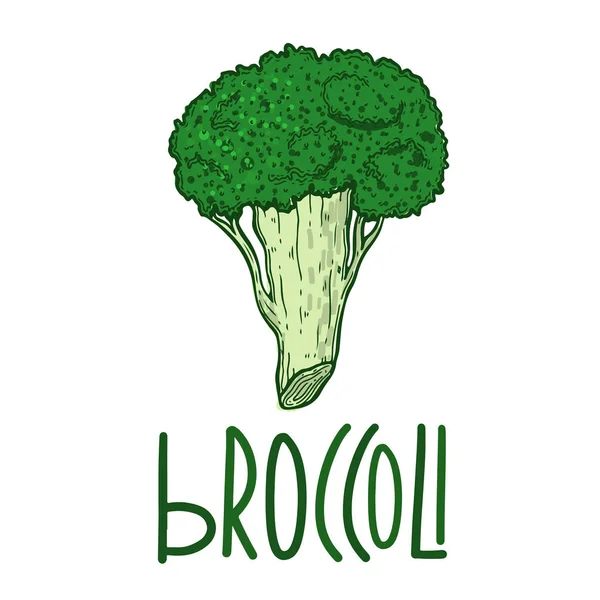Vector Met Groente Broccoli Voor Keuken Voor Afdrukken Textiel Telefoon — Stockvector