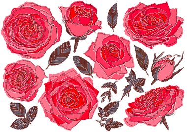 Çiçekler güller, kırmızı tomurcuklar ve yeşil yapraklar. Koleksiyonu hazırla. Beyaz arka planda izole edilmiş. Vektör illüstrasyonu.