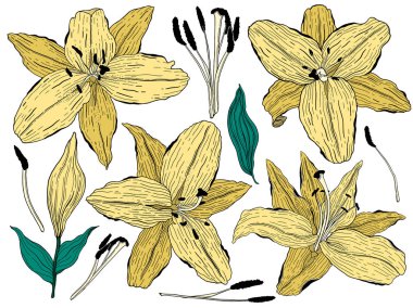 Çiçekler zambak, sarı tomurcukları ve yeşil yaprakları. Koleksiyonu ayarlayın. Beyaz arka planda izole edilmiş. Vektör çizimi.