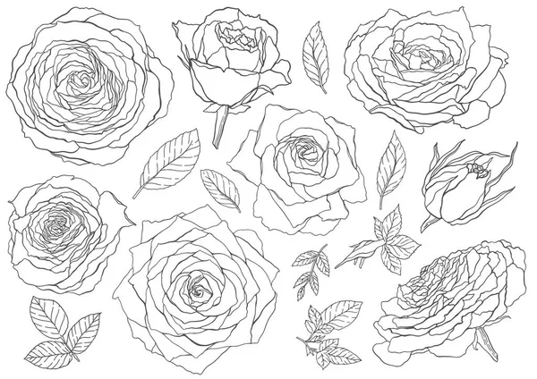 Fleurs roses, lignes bourgeons et feuilles circoupés. Collection de décors. Isolé sur fond blanc. Illustration vectorielle . — Image vectorielle