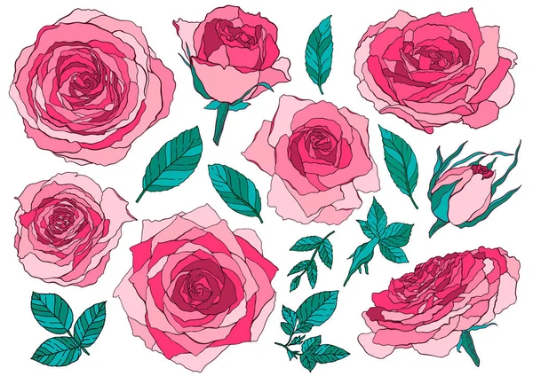 Flowers roses, pink buds and green leaves. Set collection. Isolated on white background. Vector illustration.