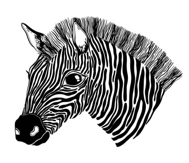 Hayvan zebra siyah beyaz kafa. Beyaz arka planda siyah renk grafiği . Bir t-shirt baskı için, kreş ve motif dövme bir resim.