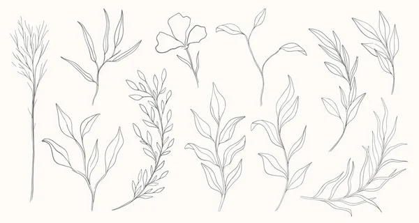 Plantaardige natuur met de hand getekend. Collectie botanische element.Elegante vintage stijl. — Stockvector