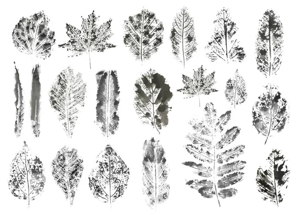 Set Blad Plant Print Monotype Geïsoleerde Witte Achtergrond Botanische Natuurschilder — Stockvector