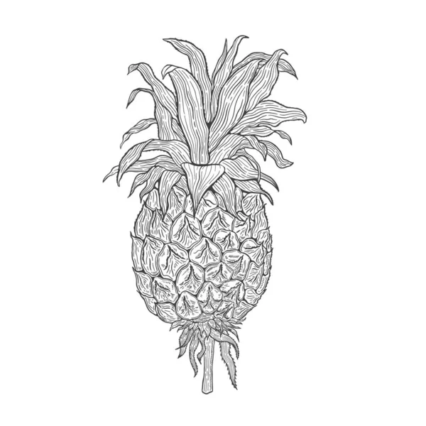 Tropical Plant Pineapple Line Art Hand Drawn Set Vector Illustration — Stock Vector