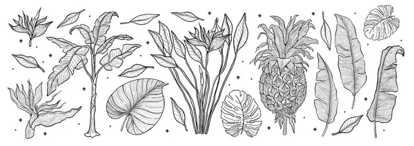 Set Naturaleza Vegetal Tropical Set Dibujado Mano Arte Línea Palmera — Vector de stock