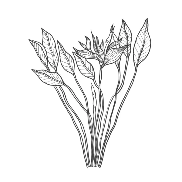 Plante Tropicale Nature Heliconia Line Art Set Dessiné Main Arbre — Image vectorielle