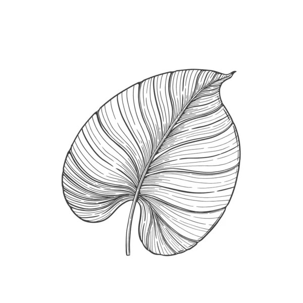 Tropikalny Roślina Philodendron Liść Line Sztuka Ręcznie Rysowane Zestaw Ilustracja — Wektor stockowy