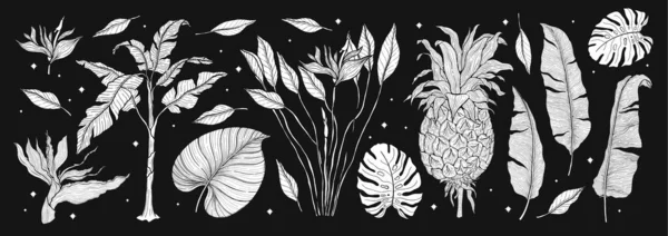 Tropical Plant Nature Set Line Art Ručně Kreslená Sada Palmy — Stockový vektor