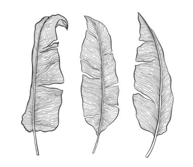 Tropik bitki doğası muz yaprağı seti..