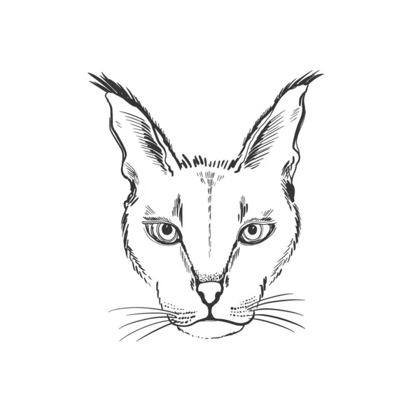 動物の頭のリンクススケッチグラフィック 白い背景に隔離されたかわいいモノクロの色 — ストックベクタ