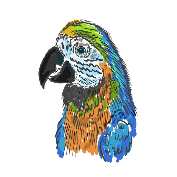 Croquis Dessiné Main Par Oiseau Perroquet Design Tropical Mignon Illustration — Image vectorielle