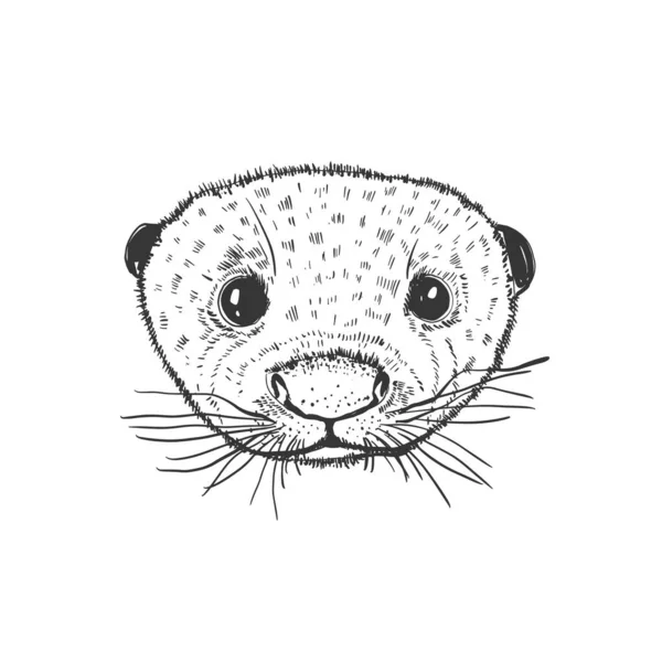 Dierenkop Otter Schets Grafisch Schattige Monochrome Kleur Geïsoleerd Witte Achtergrond — Stockvector