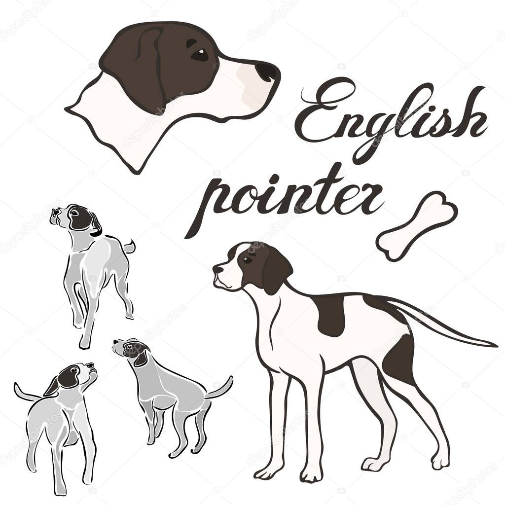 English pointer dog breed vector illustration set isolated. Doggy image in minimal style, flat icon. Simple emblem design for pet shop, zoo ads, label design animal food package element. Gun dog sign.