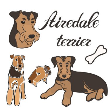Airedale terrier köpek doğurmak vektör illüstrasyon izole ayarla. Köpek görüntü en az tarzı, düz simgesi. Evde beslenen hayvan dükkan, Hayvanat Bahçesi reklamlar, etiket tasarım hayvan yemi paket öğesi için basit amblem tasarımı. Silah köpek işareti.
