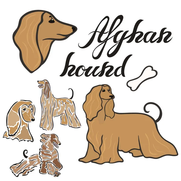 アフガン ハウンド犬の品種ベクトル イラスト分離を設定します 最小限のスタイル フラット アイコンでの後背位画像 ペット ショップ 動物園の広告 ラベル — ストックベクタ