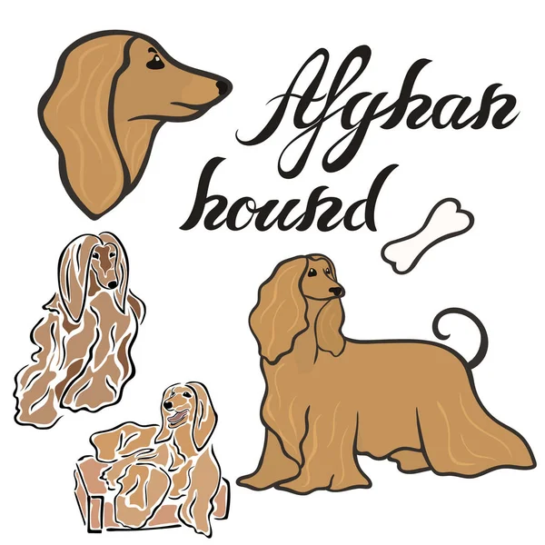 Afghan Hundezucht Vektor Illustration Set Isoliert Doggy Image Minimalem Stil — Stockvektor