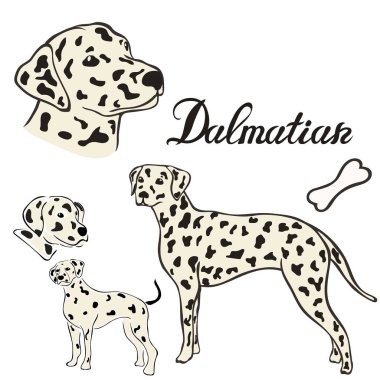 Dalmaçya köpek doğurmak vektör illüstrasyon izole ayarla. Köpek görüntü en az tarzı, düz simgesi. Evde beslenen hayvan dükkan, Hayvanat Bahçesi reklamlar, etiket tasarım hayvan yemi paket öğesi için basit amblem tasarımı. Köpek çizgi film iz.