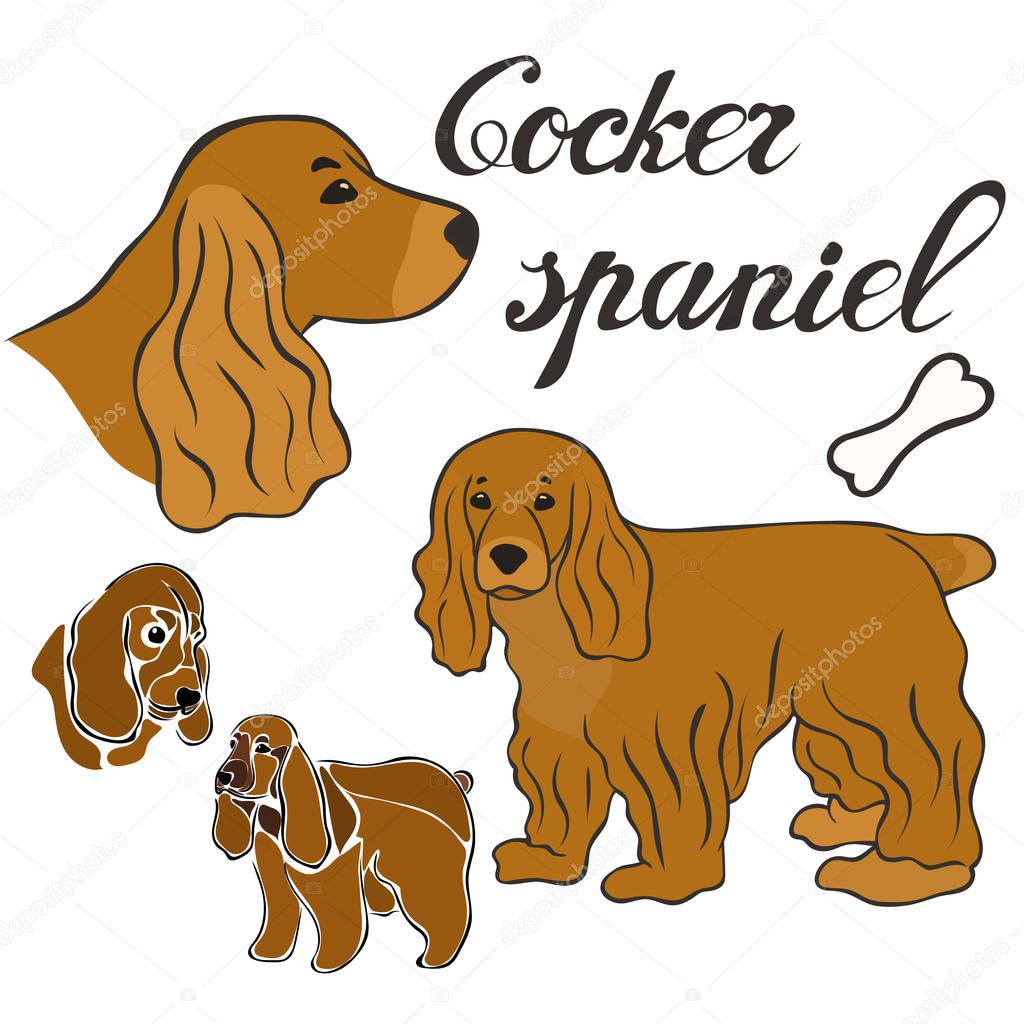 Cocker spaniel dog breed vector illustration set isolated. Doggy image in minimal style, flat icon. Simple emblem design for pet shop, zoo ads, label design animal food package element. Gun dog sign.