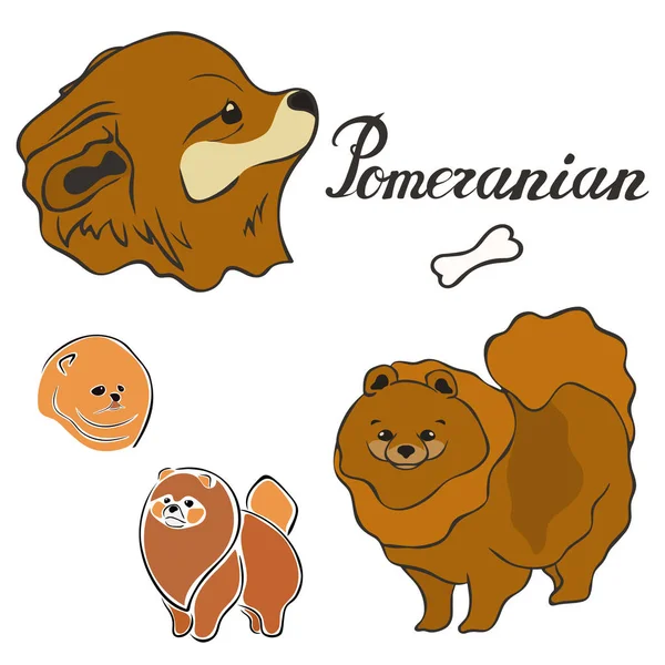 Pomeranian Cão Raça Vetor Ilustração Conjunto Isolado Imagem Doggy Estilo —  Vetores de Stock