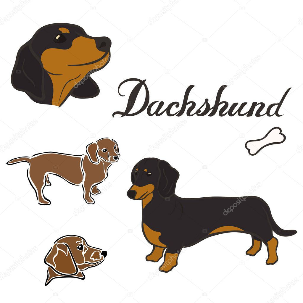 Dachshund dog breed vector illustration set isolated. Doggy image in minimal style, flat icon. Simple emblem design for pet shop, zoo ads, label design animal food package element. Gun dog sign.