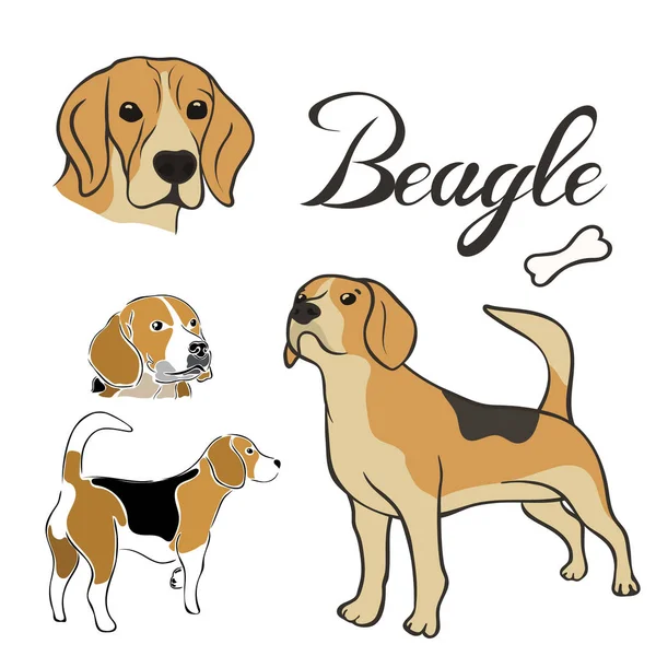 ビーグル犬の品種ベクトル イラスト分離を設定します 最小限のスタイル フラット アイコンでの後背位画像 ペット ショップ 動物園の広告 ラベル デザイン動物食糧パッケージ要素のシンプルなエンブレム — ストックベクタ