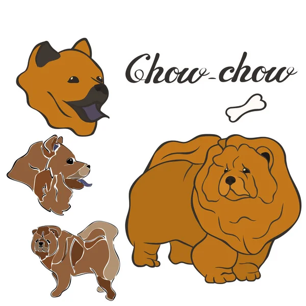 Chow Chow Pes Plemene Vektorové Ilustrace Sada Izolovaný Psí Obrázek — Stockový vektor