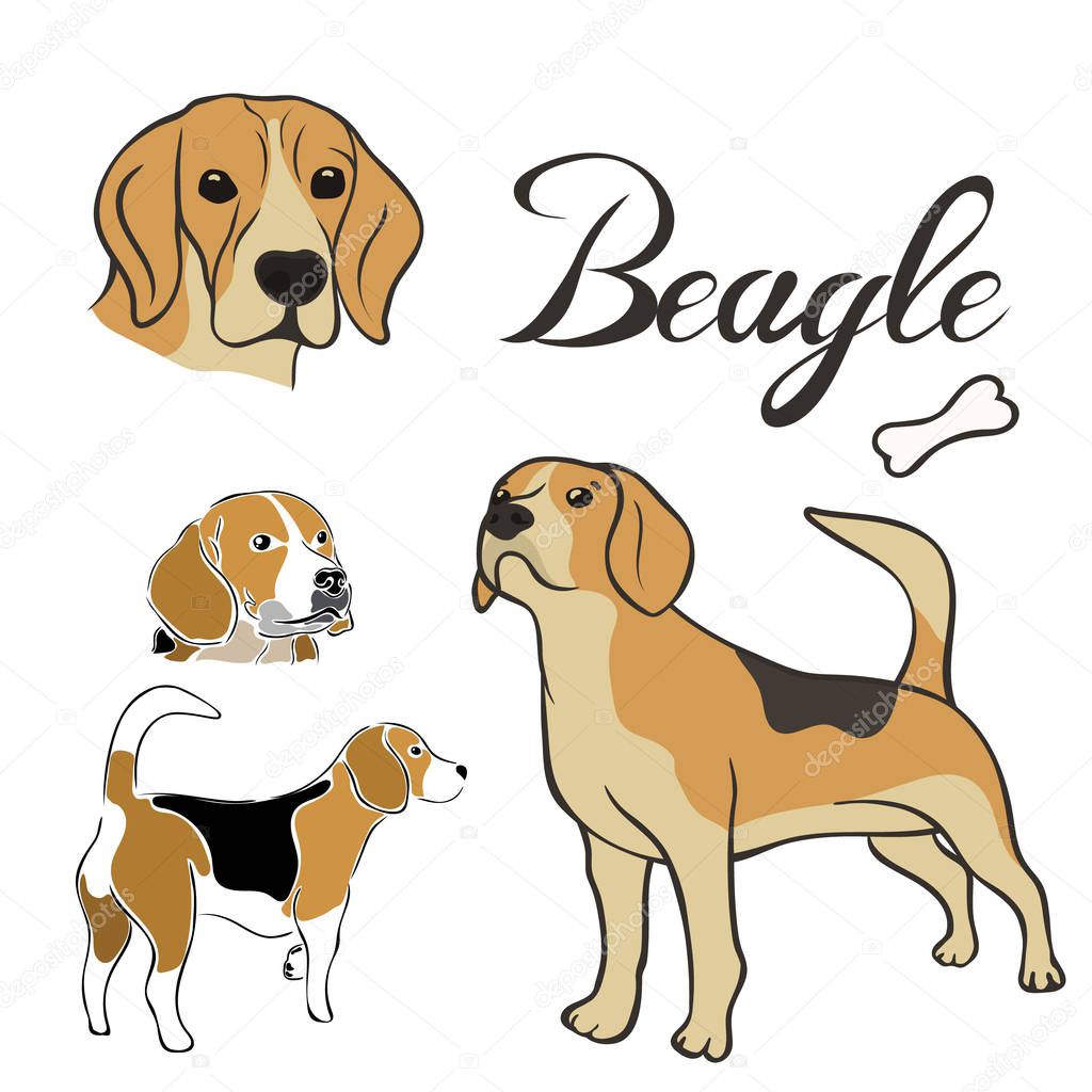 Beagle dog breed vector illustration set isolated. Doggy image in minimal style, flat icon. Simple emblem design for pet shop, zoo ads, label design animal food package element. Gun dog sign.