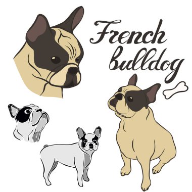 Fransız buldozer doğurmak vektör illüstrasyon izole ayarla. Köpek görüntü en az tarzı, düz simgesi. Evde beslenen hayvan dükkan, Hayvanat Bahçesi reklamlar, etiket tasarım hayvan yemi paket öğesi için basit amblem tasarımı. Gerçekçi köpek işareti