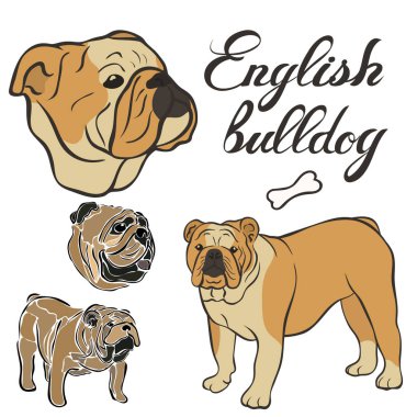 İngilizce Bulldog ırkı vektör illüstrasyon izole ayarla. Köpek görüntü en az tarzı düz simgesi. Evde beslenen hayvan dükkan, Hayvanat Bahçesi reklamlar, etiket tasarım hayvan yemi paket öğesi için basit amblem tasarımı. Gerçekçi köpek işareti