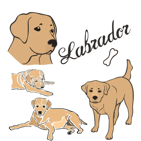 Labrador Pies Rasa Wektor Ilustracja Ustawiona Białym Tle Pieska Obrazu — Wektor stockowy