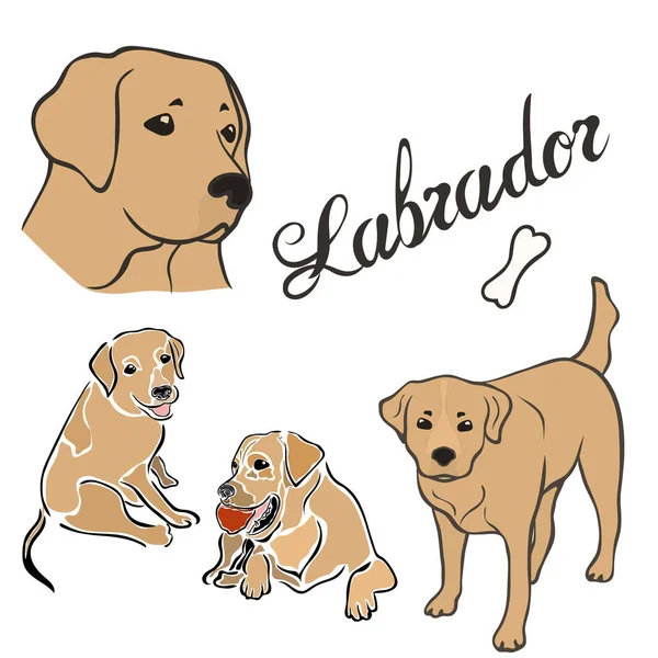 Labrador Pies Rasa Wektor Ilustracja Ustawiona Białym Tle Pieska Obrazu — Wektor stockowy