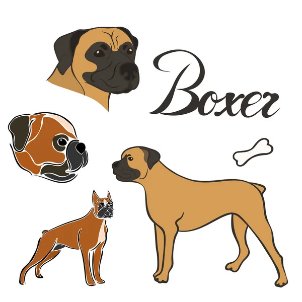 Boxer Pes Plemene Vektorové Ilustrace Sada Izolovaný Psí Obrázek Minimální — Stockový vektor