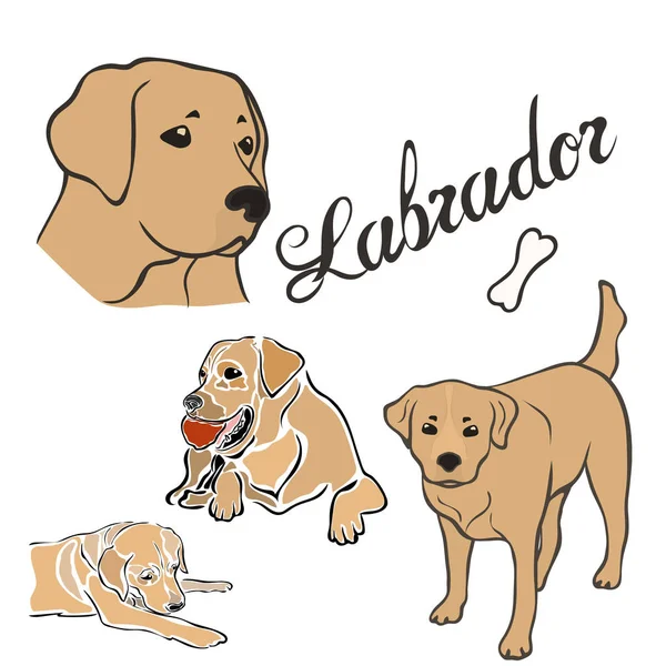 Labrador Pes Plemene Vektorové Ilustrace Sada Izolovaný Psí Obrázek Minimální — Stockový vektor