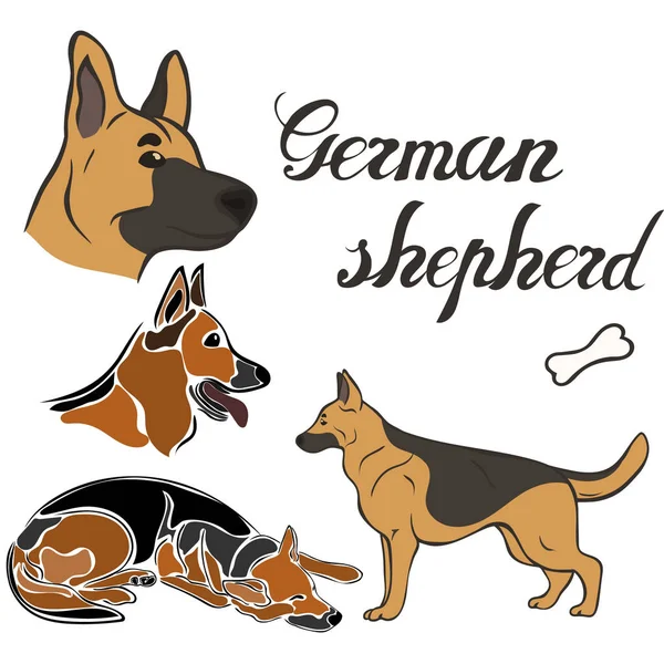 Alman çoban köpek doğurmak vektör illüstrasyon izole ayarla. Köpek görüntü en az tarzı düz simgesi. Basit amblem tasarımı evde beslenen hayvan dükkan, Hayvanat Bahçesi reklamlar, etiket tasarım hayvan yemi paket öğesi. Gerçekçi köpek işareti