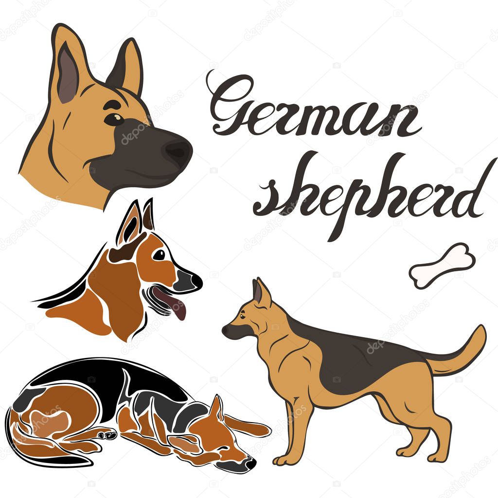 German shepherd dog breed vector illustration set isolated. Doggy image in minimal style flat icon. Simple emblem design pet shop, zoo ads, label design animal food package element. Realistic dog sign