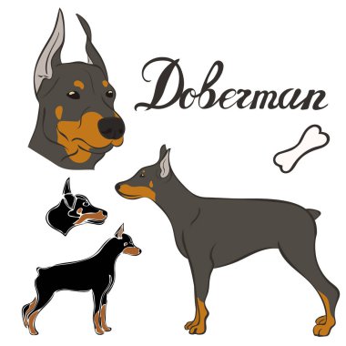 Doberman köpek doğurmak vektör illüstrasyon izole ayarla. Köpek görüntü en az tarzı, düz simgesi. Evde beslenen hayvan dükkan, Hayvanat Bahçesi reklamlar, etiket tasarım hayvan yemi paket öğesi için basit amblem. Gerçekçi köpek işareti
