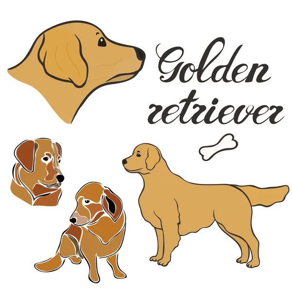 Golden Retriever Rasse Vektor Illustration Set Isoliert Doggy Image Minimalem — Stockvektor