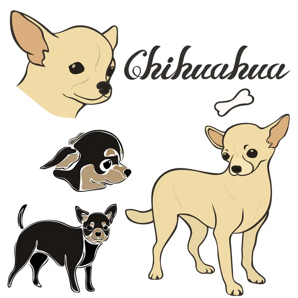 Chihuahua Psa Plemene Vektorové Ilustrace Sada Izolovaný Psí Obrázek Minimální — Stockový vektor