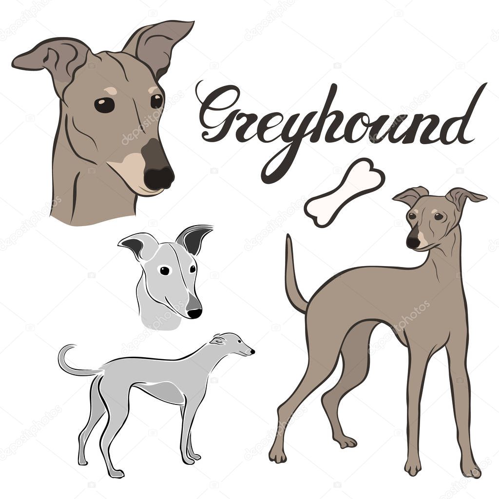 Greyhound dog breed vector illustration set isolated. Doggy image in minimal style, flat icon. Simple emblem design for pet shop, zoo ads, label design animal food package element. Realistic dog sign